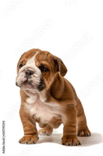 Cute puppy of English Bulldog isolated on white background © Светлана Акифьева