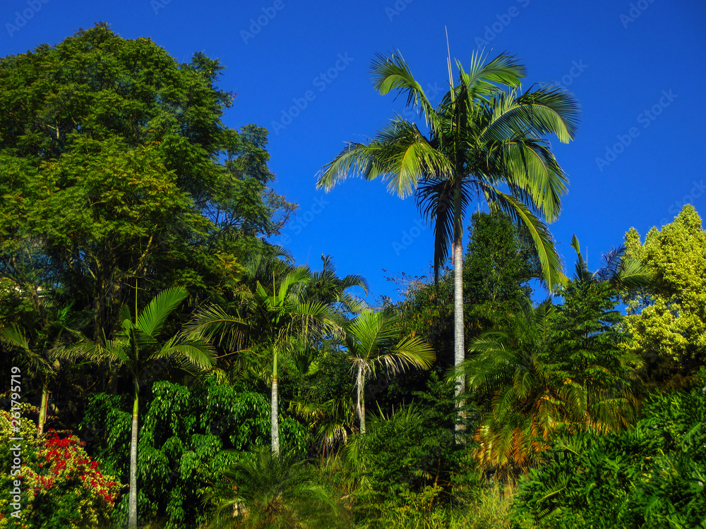 Jungle like landscape - Beautiful rainforest near Brisbane Queensland Australia with intensely blue sky and large trees