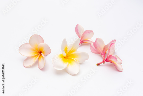 Plumeria or Frangipani Flowers Isolated on white background