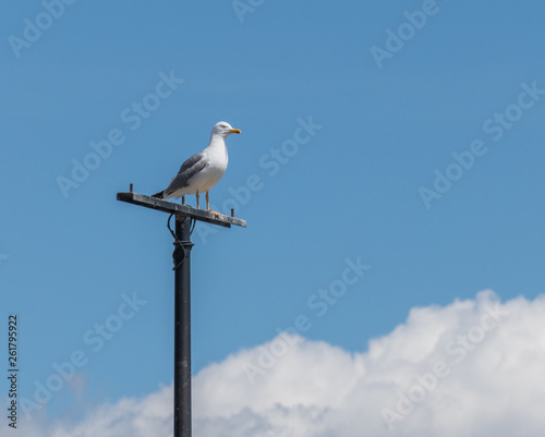 seagull perched and sky and cloud background © David Jalda