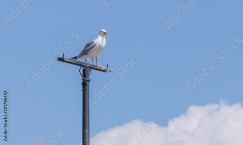 seagull perched squawking with sky background