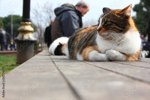 The Cats of Istanbul photo