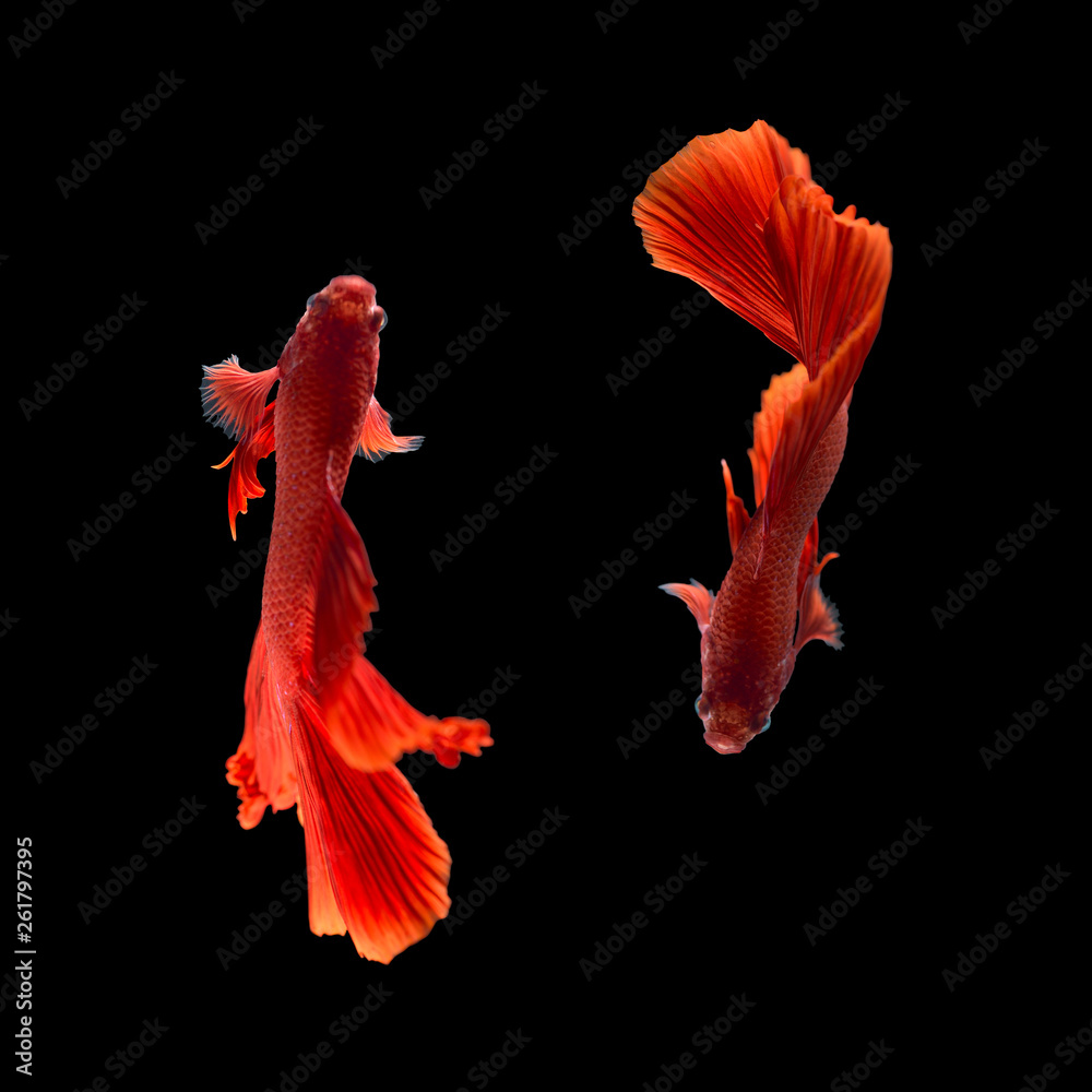 Red color Siamese fighting fish(Rosetail),fighting fish,Betta splendens,on black background with clipping path,Betta Fancy Koi Half Moon Plakat Red color Siamese fighting fish(Rosetail),fighting fish,Betta splendens,on black background with clipping path,Betta Fancy Koi Half Moon Plakat