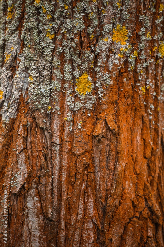 Closeup view of red unusual texture of bark of old tree trunk growing outside in forest. Vertical color photography.