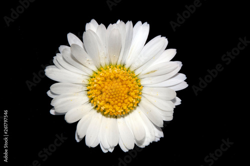 Macro Close Up Of Daisy On Black Background