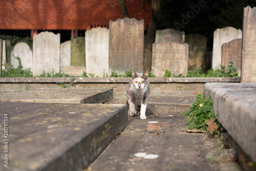 cat in the garden