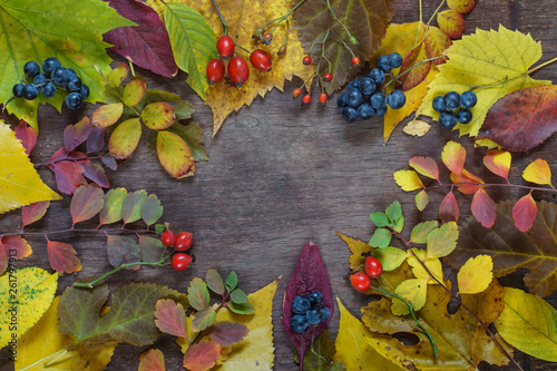 utumn background of multicolored leaves and grapes on a wooden surface photo