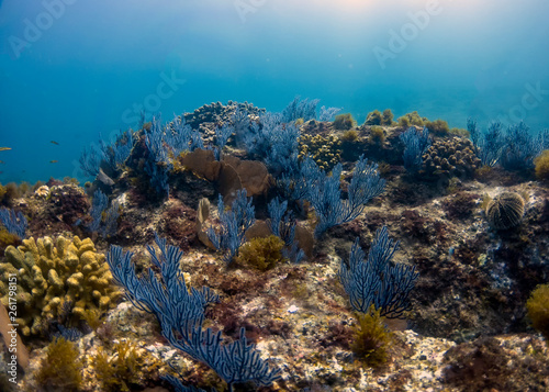 Soft coral in Baja California  Mexico