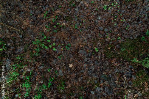 texture of the ground in the forest