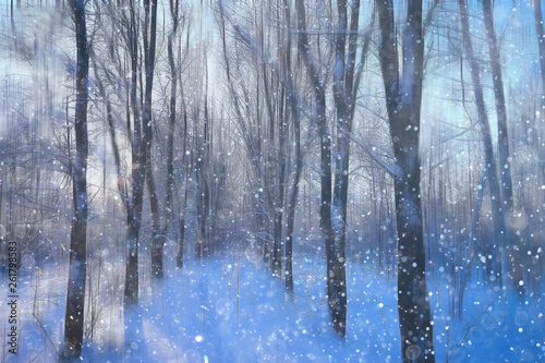 forest snow blurred background / winter landscape snow-covered forest, trees and branches in winter weather © kichigin19