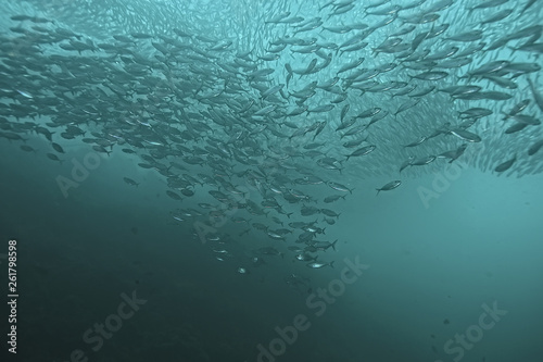 Photography lot of small fish in the sea under water / fish colony, fishing, ocean wildlife