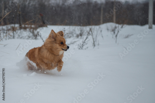 Red dog walking in the snow