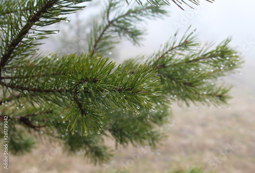 Branches of evergreen, pinaceae trees with raindrop in fog, on Tara mountain, Serbia