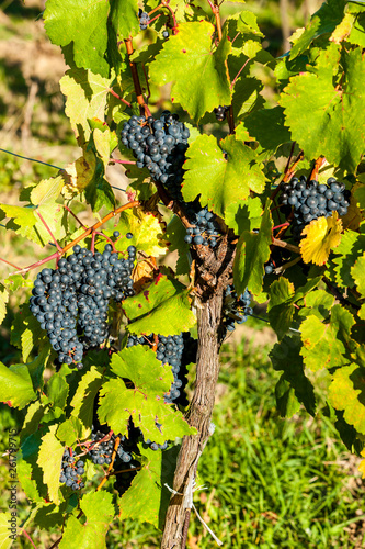 vineyard at the time of harvest near town of Pulkau, Austria