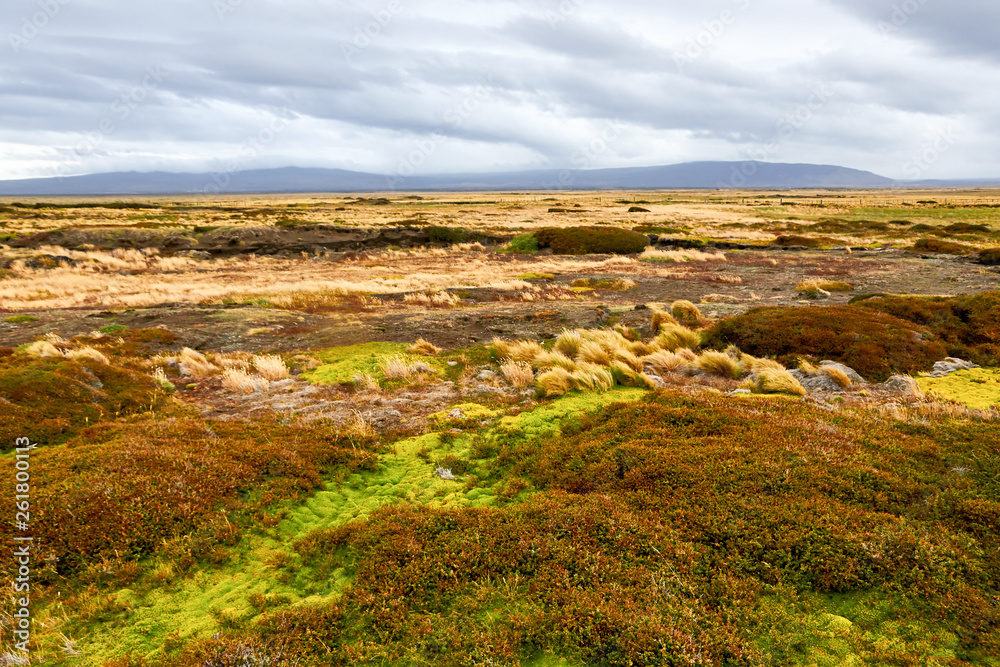 Blooming Patagonian prairie immediately after the rain  