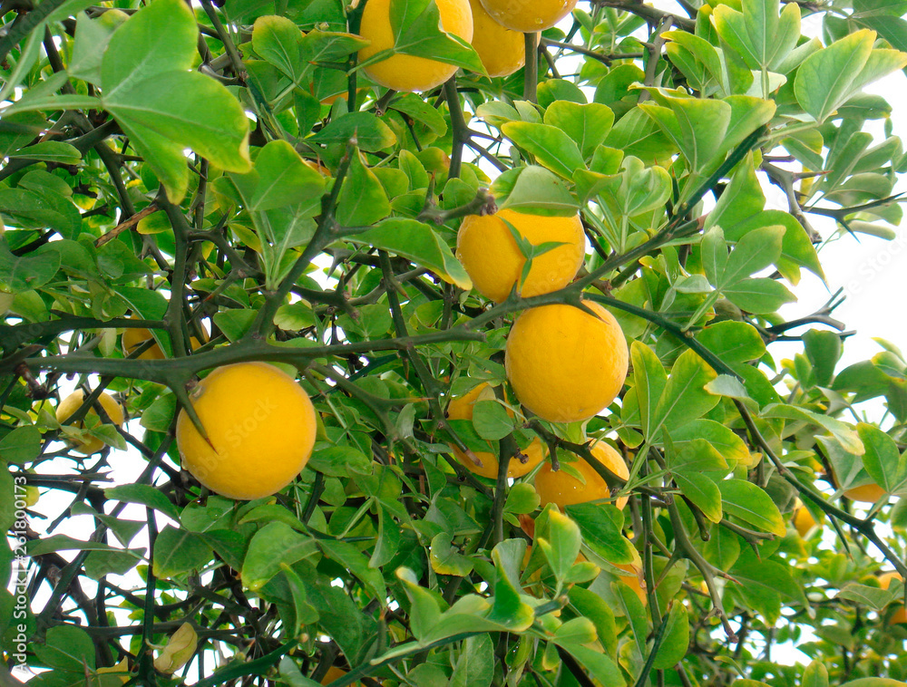 Poncirus trifoliata branch with ripe fruits