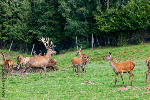 forest animal, Styria, Austria