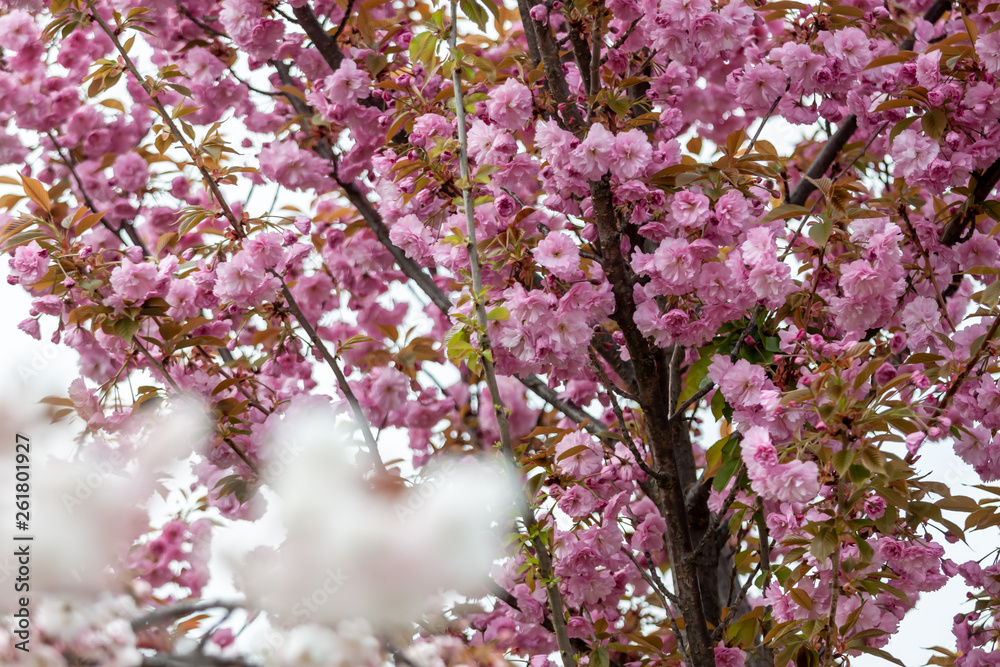 closeup fruit tree pink flowers spring blossom closeup fruit tree pink flowers spring blossom