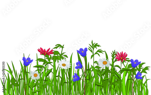 Spring and summer forest and garden wild flowers isolated on white Vector illustration of the nature of the flower and grass in spring and summer in the garden, chamomile,campanula, daisy photo