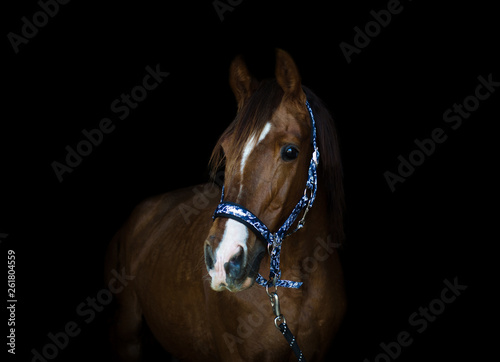 portrait of trakehner stallion horse on black background