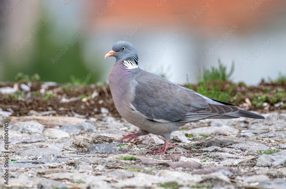 Common Wood Pigeon (Columba palumbus) Wildlife animal Common Wood Pigeon (Columba palumbus) Wildlife animal