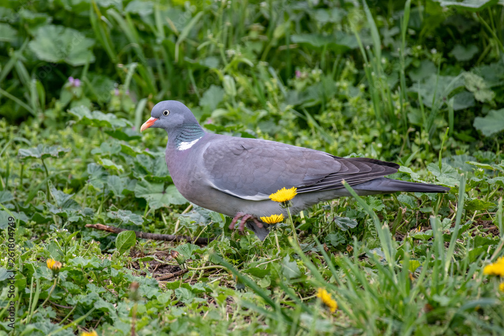 Common Wood Pigeon (Columba palumbus) Wildlife animal Common Wood Pigeon (Columba palumbus) Wildlife animal