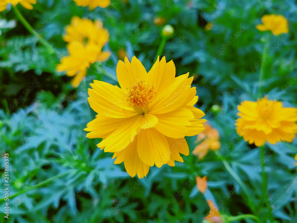 Close-up Vibrant Yellow Flower Petals in the Field Close-up Vibrant Yellow Flower Petals in the Field