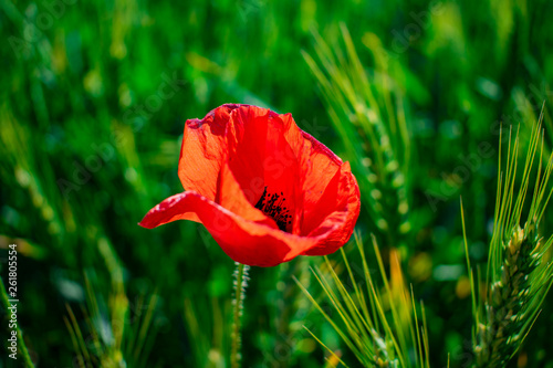 Fototapeta Naklejka Na Ścianę i Meble -  Red poppies on a green field
