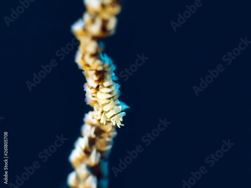 Crevette de corail fil