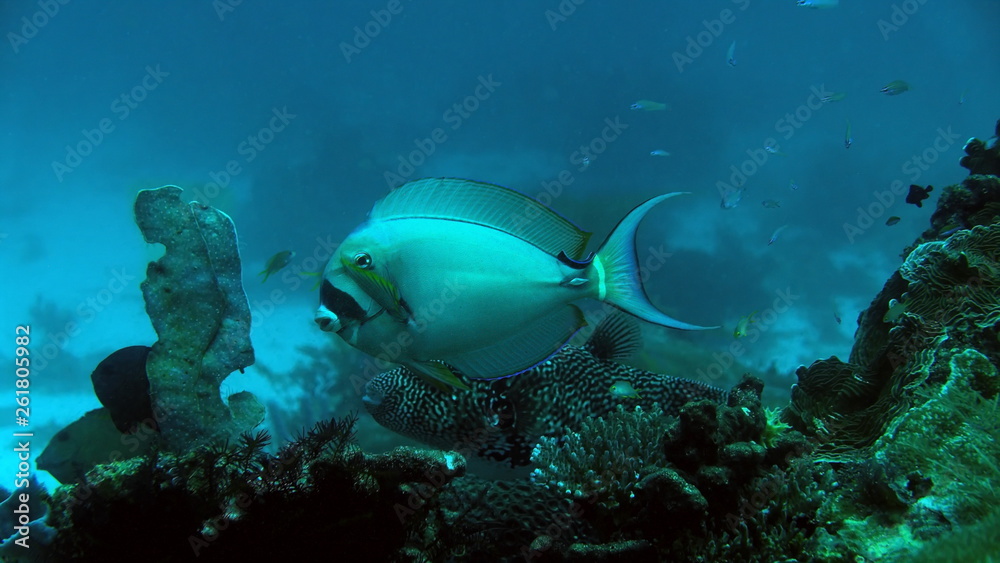 Obraz premium Poisson chirurgien