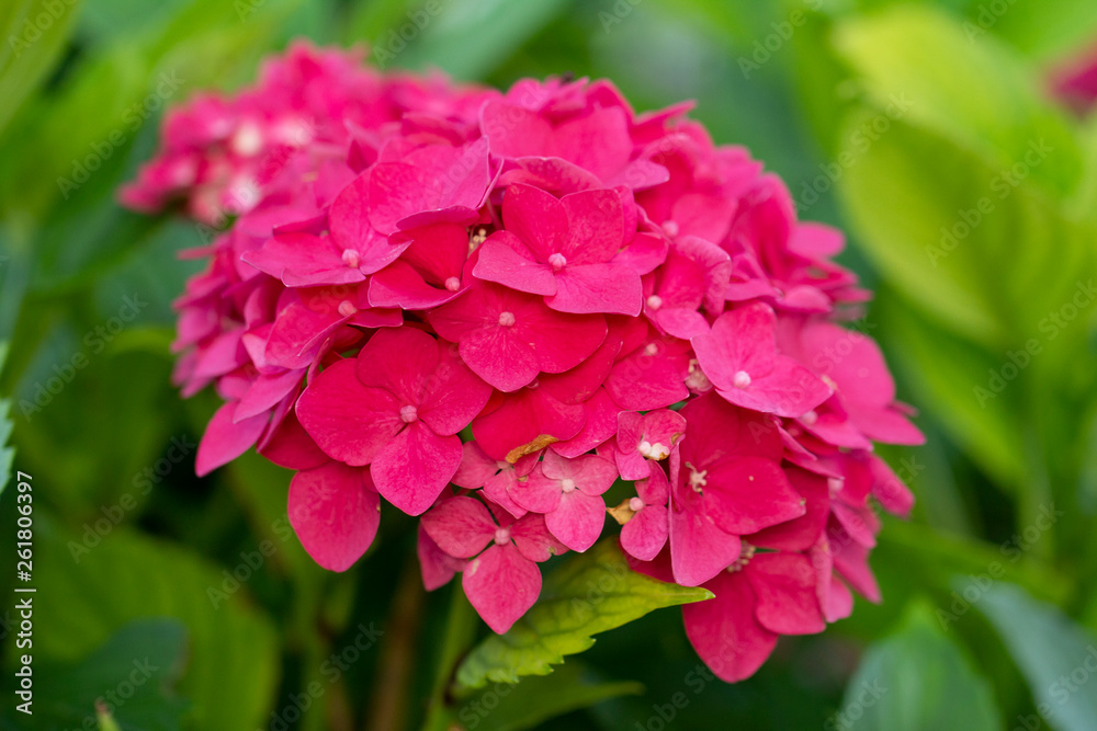 pink hortensia flowers pink hortensia flowers