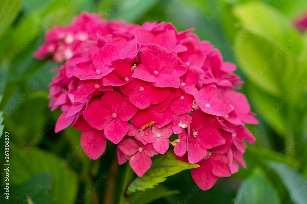 pink hortensia flowers