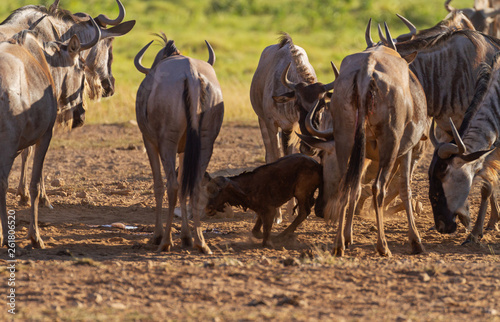 Blue wildebeest gnu, Connochaetes taurinus, vulnerable baby calf trys to stand for first time surrounded by female herd. Amboseli National Park, Kenya, Africa. Herd protection of young newborn