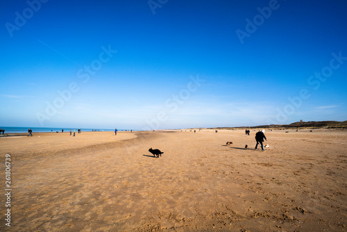 Dogs playing at the beach sand and people walking for resting