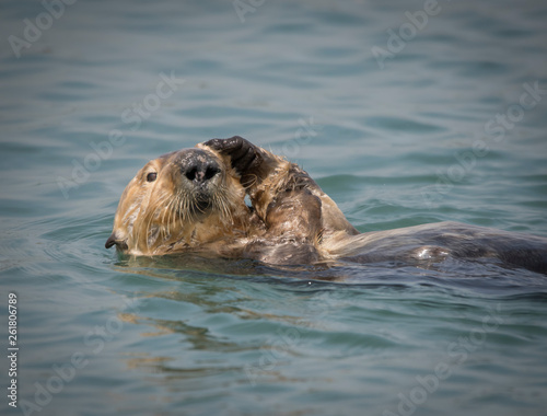 Sea Otter Grooming, Elkhorn Slough