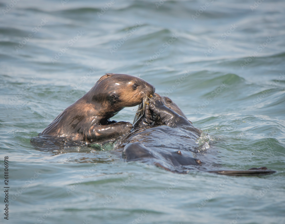 Obraz premium Sea Otter Mom and Pup
