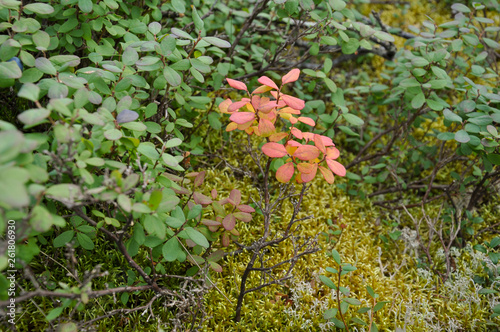Blueberry bush partly red color in the green forest  © Oksana