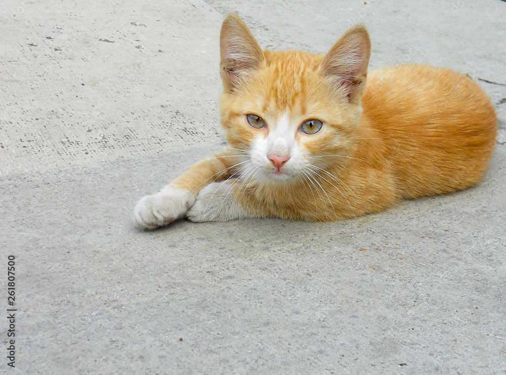 Little red kitten lying on a gray concrete slab and looking at you Little red kitten lying on a gray concrete slab and looking at you