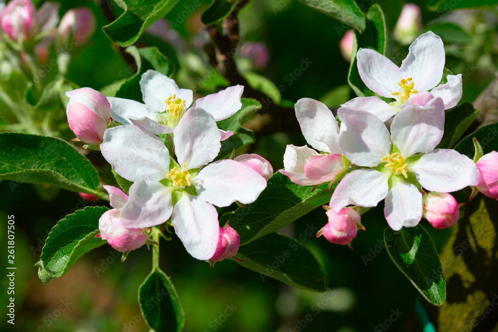 Apple garden