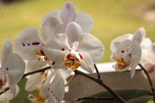 Cluster of White Phalaenopsis schilleriana Orchid photo