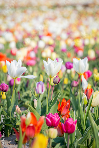 Fototapeta Naklejka Na Ścianę i Meble -  Three white tulips on a bright sunny day in a field of tulips