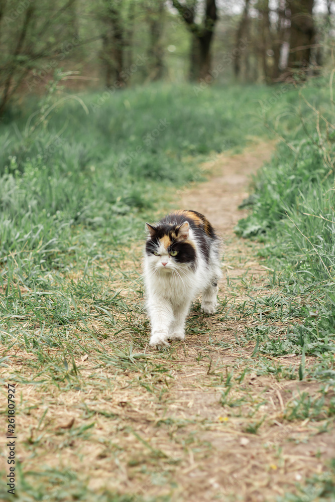 Fluffy wild cat red-black-white walks on the grass in the forest Fluffy wild cat red-black-white walks on the grass in the forest