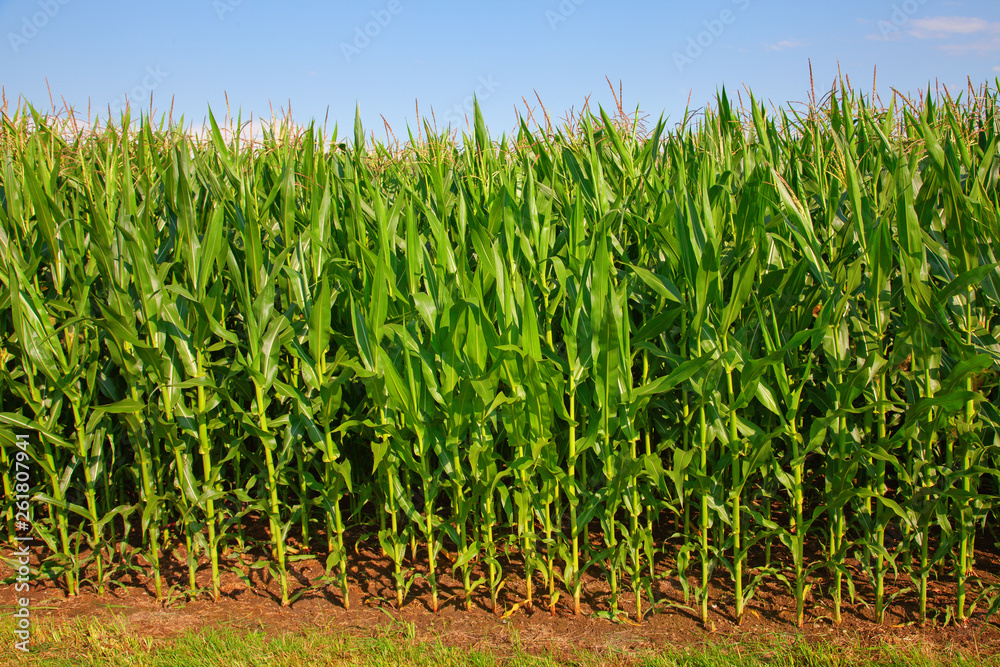 Obraz premium Corn field