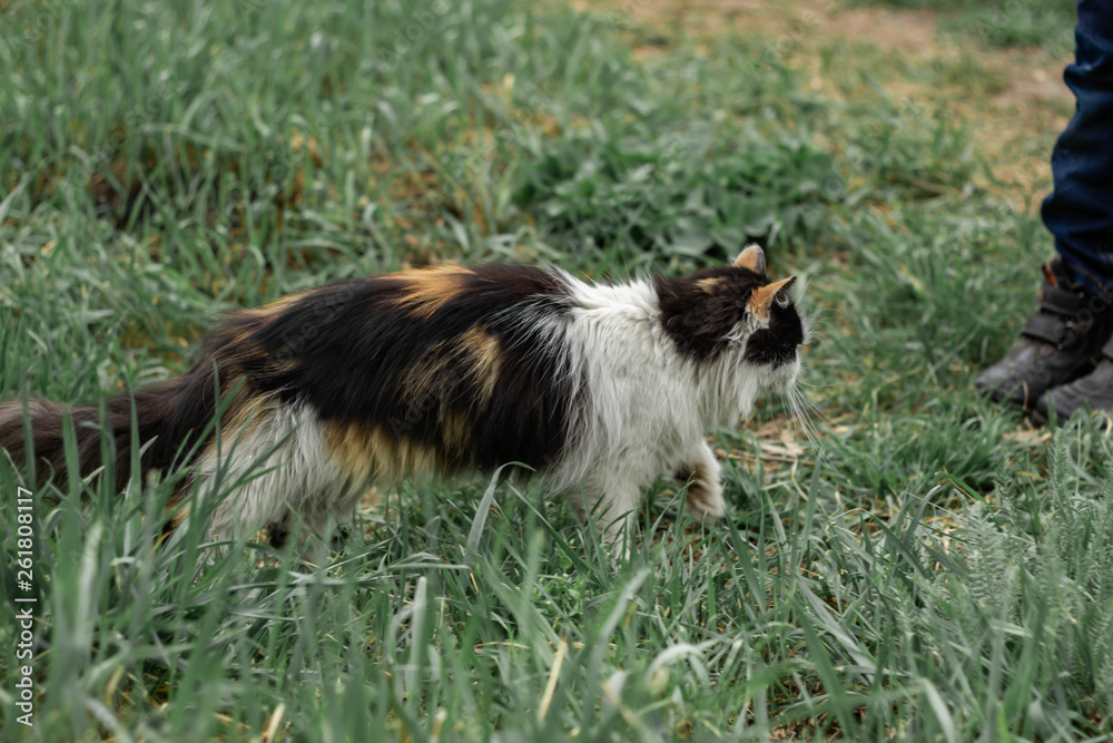 Fototapeta premium Fluffy wild cat red-black-white walks on the grass in the forest