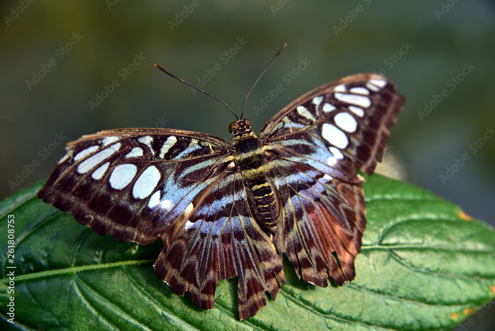Obraz premium tropischer schmetterling sitzt mit ausgebreiteten flügeln