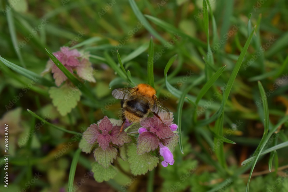 Bee on flower Bee on flower