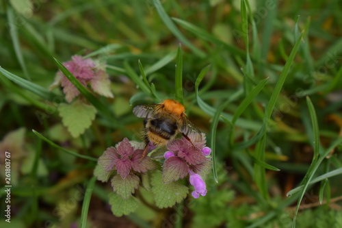 Bee on flower © Lazar