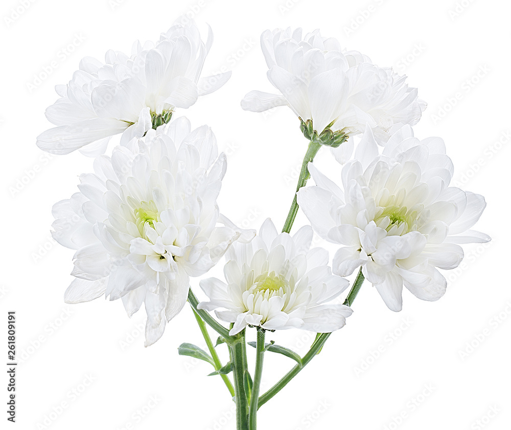 five white flower chrysanthemum bouquet branch isolated on white background five white flower chrysanthemum bouquet branch isolated on white background