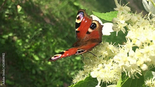 Peacock butterfly flaps the wings.