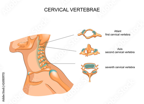 structure of the cervical vertebrae photo